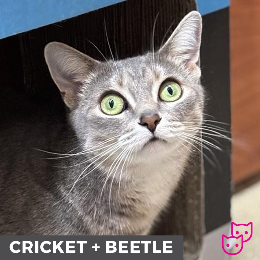 Cricket (bonded with Beetle), an adoptable Domestic Short Hair in Etobicoke, ON, M8W 2V4 | Photo Image 1