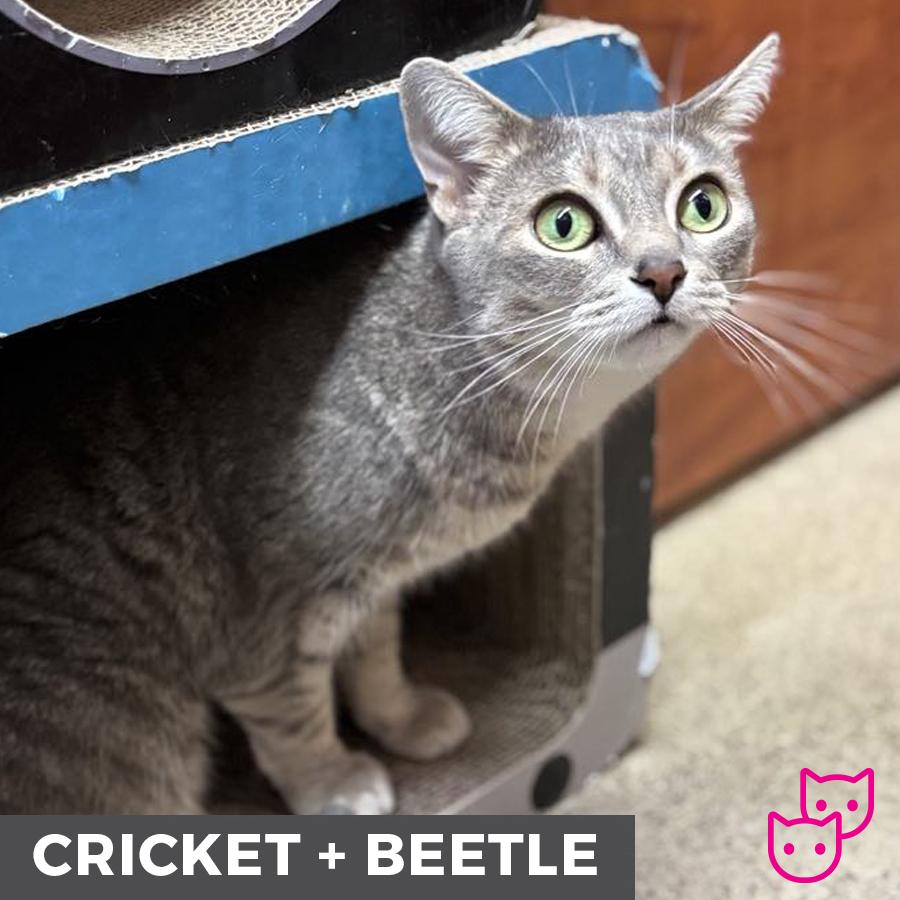 Cricket (bonded with Beetle), an adoptable Domestic Short Hair in Etobicoke, ON, M8W 2V4 | Photo Image 5