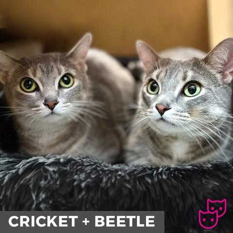Cricket (bonded with Beetle), an adoptable Domestic Short Hair in Etobicoke, ON, M8W 2V4 | Photo Image 8