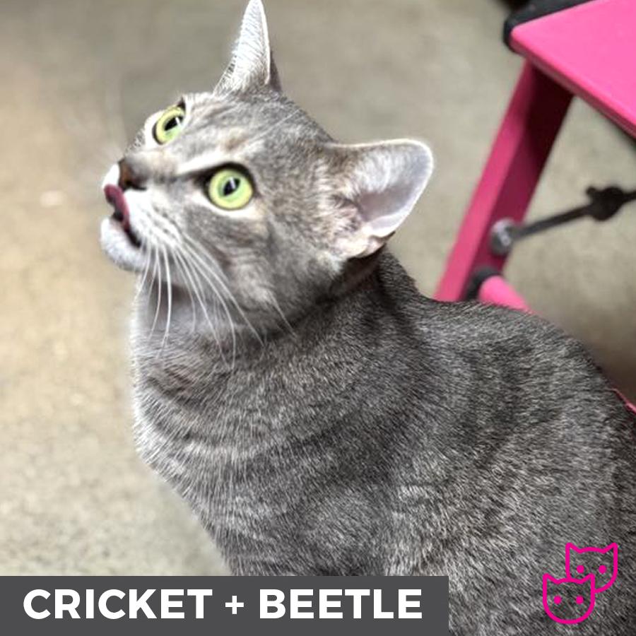 Cricket (bonded with Beetle), an adoptable Domestic Short Hair in Etobicoke, ON, M8W 2V4 | Photo Image 7
