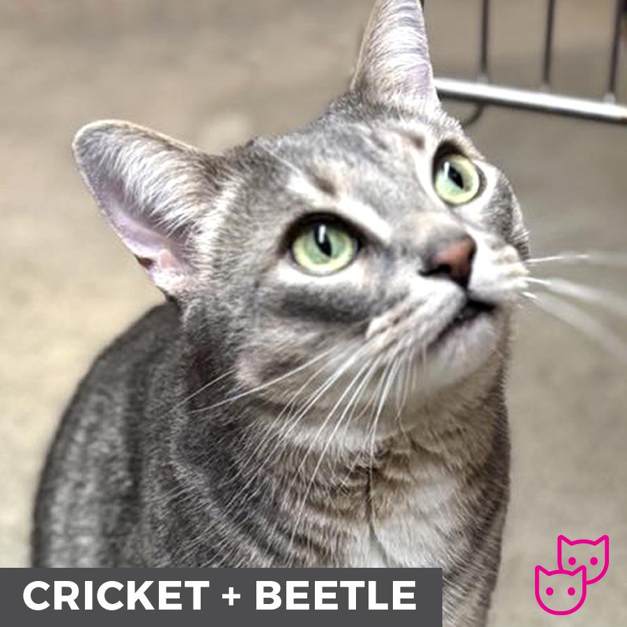 Cricket (bonded with Beetle), an adoptable Domestic Short Hair in Etobicoke, ON, M8W 2V4 | Photo Image 3