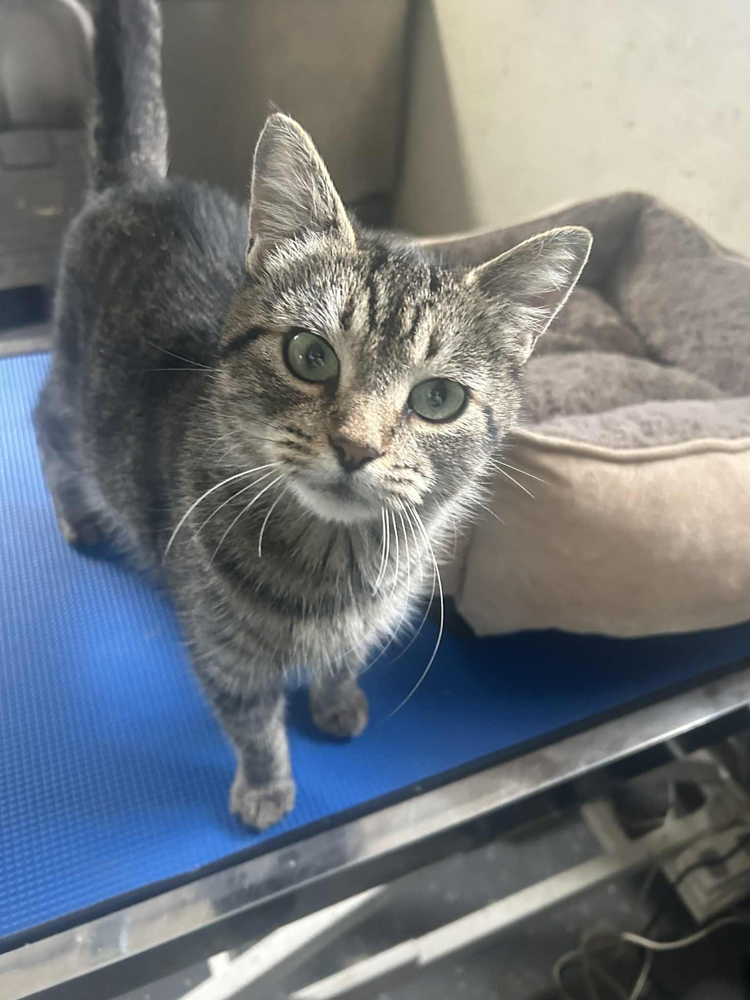 Enlarge Crystal, a Adoptable Domestic Short Hair in Cando, ND image 1/1