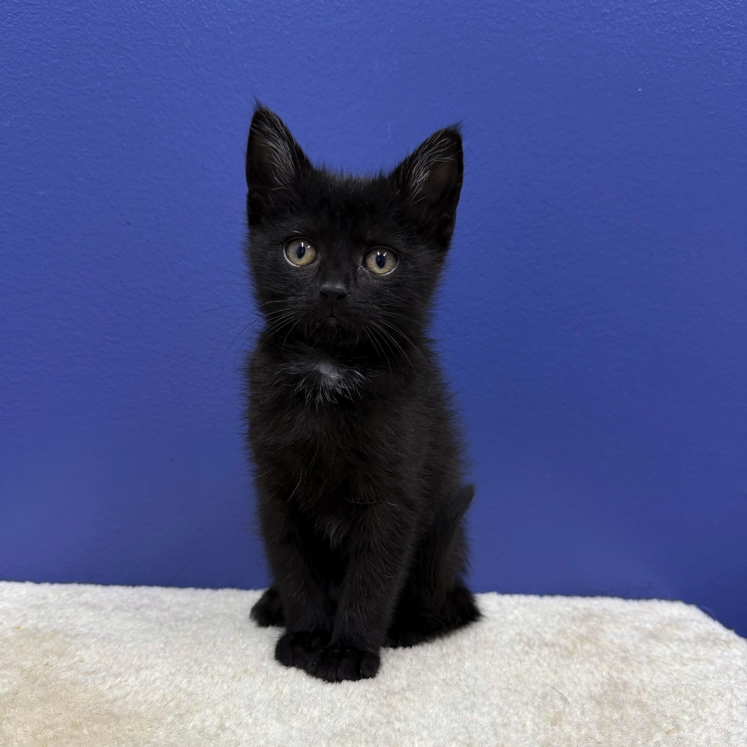 Bo Peep, a Adoptable Domestic Short Hair in High Ridge, MO image 2/4