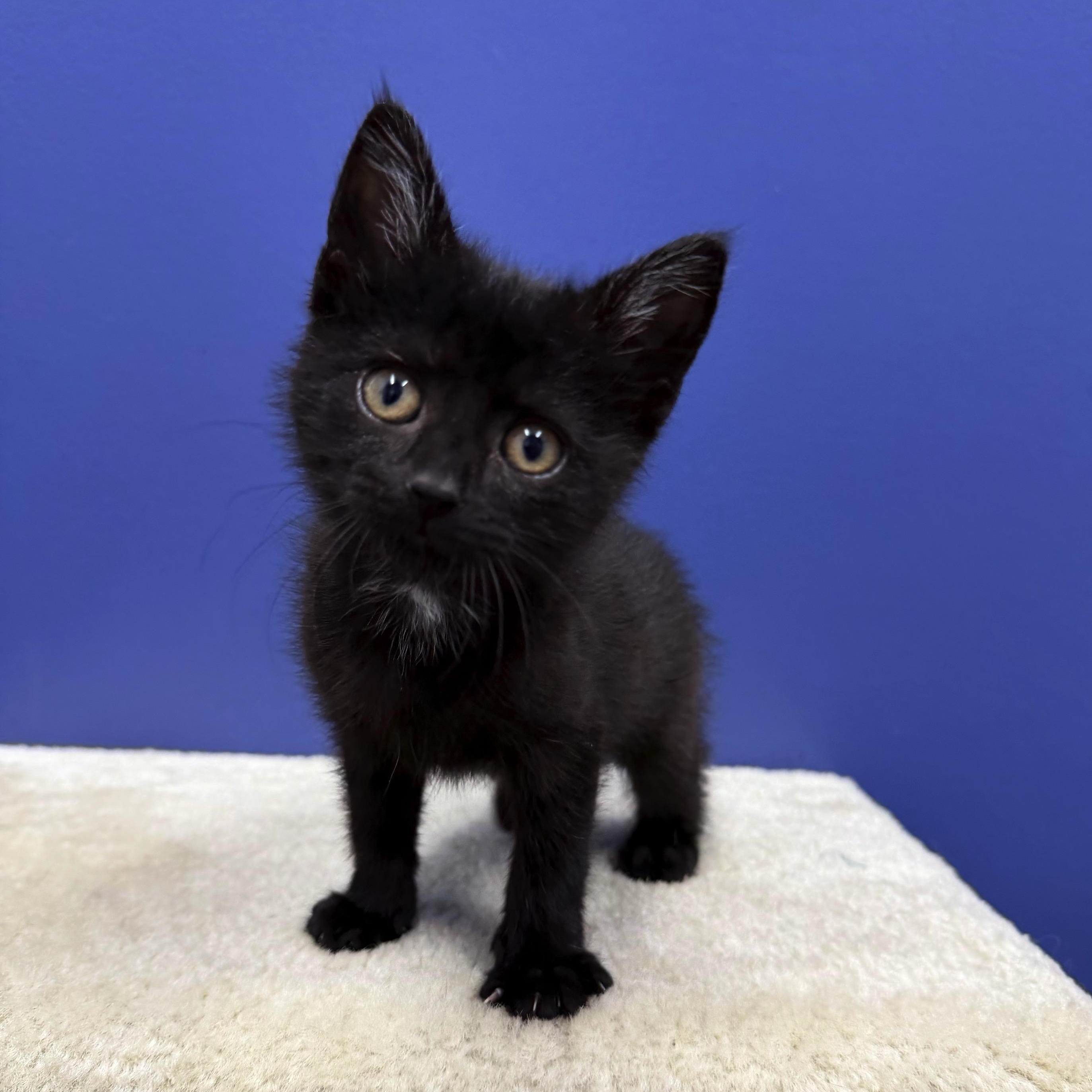 Bo Peep, a Adoptable Domestic Short Hair in High Ridge, MO image 3/4