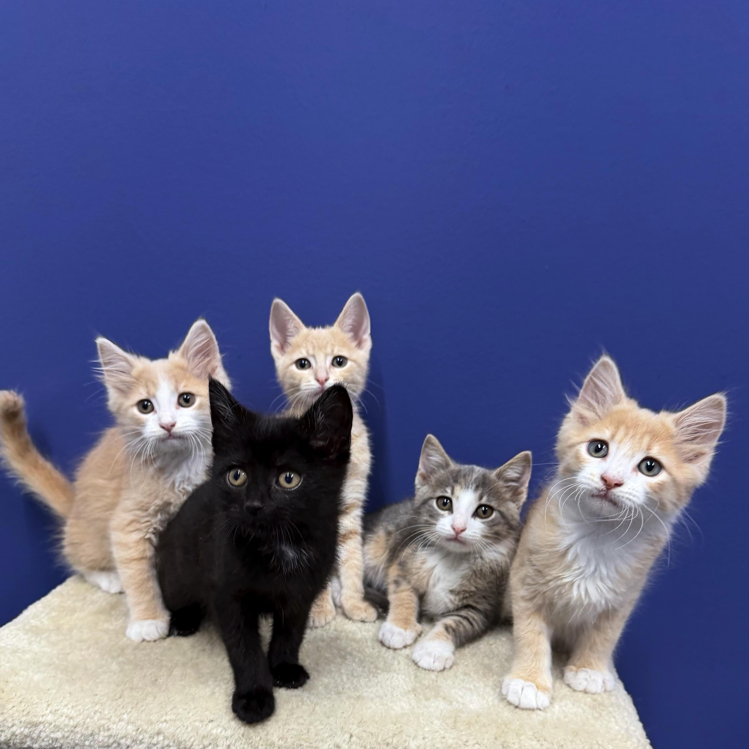 Bo Peep, a Adoptable Domestic Short Hair in High Ridge, MO image 4/4