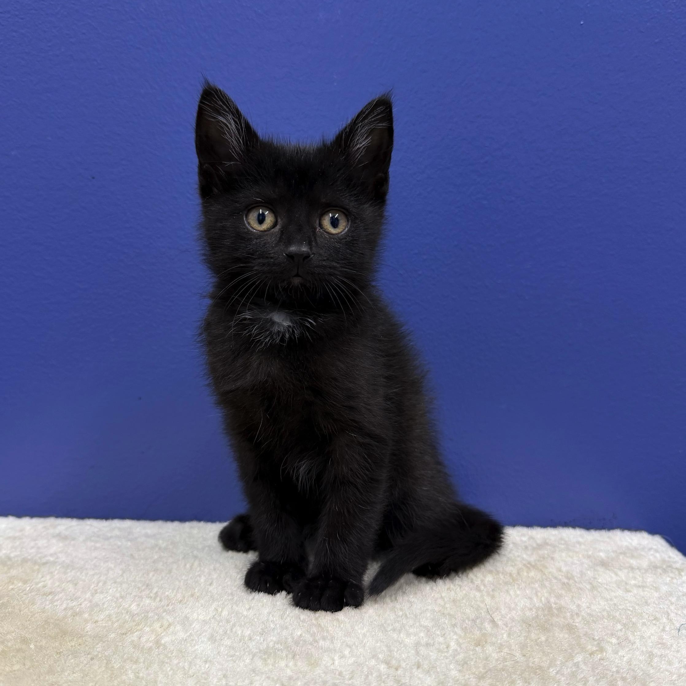Bo Peep, Adoptable, Kitten Female Domestic Short Hair.