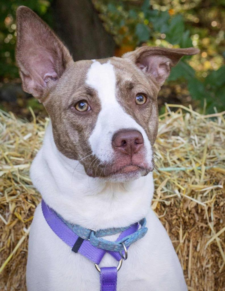 Tempura - I'll Be Home for Christmas Promo, Adoptable, Young Female Terrier & Mixed Breed.