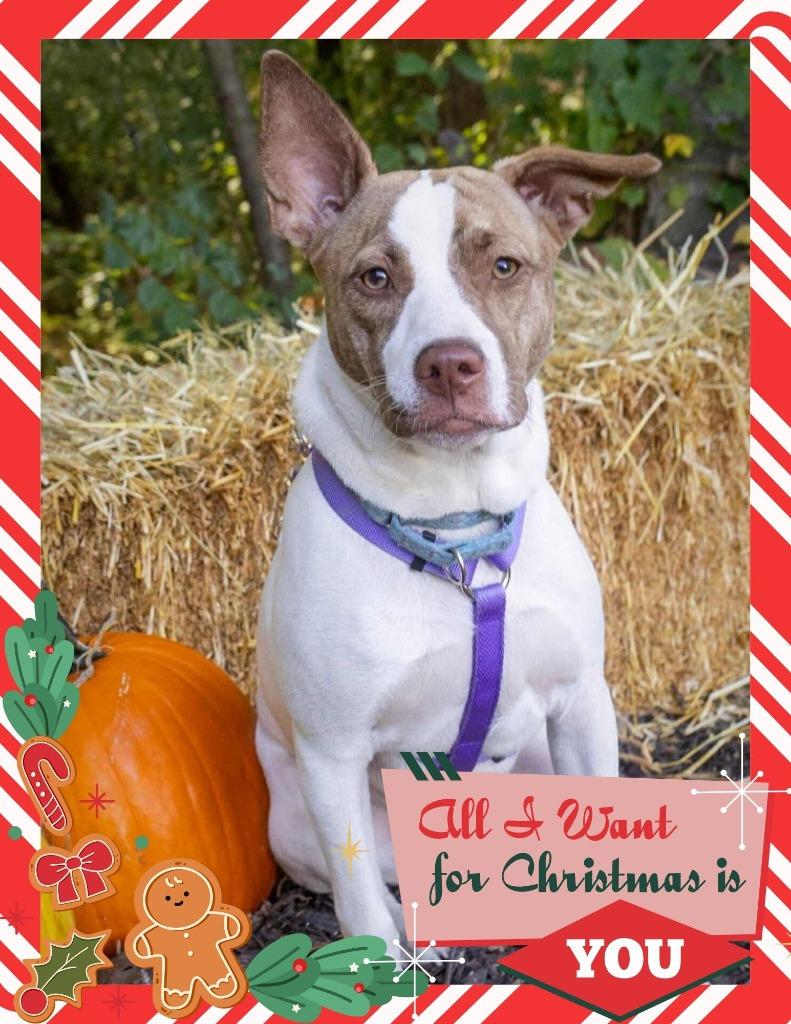 Enlarge Tempura, a Adoptable mixed breed in Savage, MN image 5/5