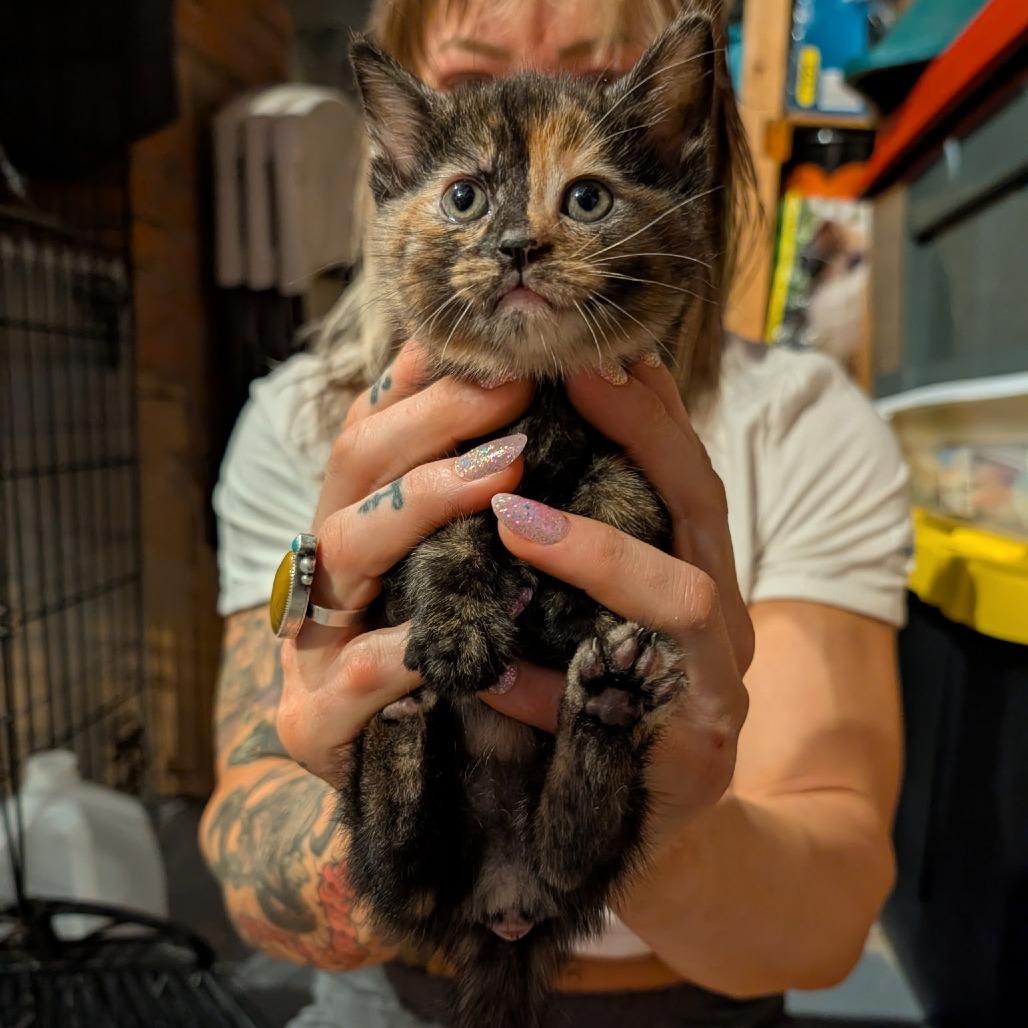 Blizzard, Adoptable, Kitten Female Domestic Medium Hair & Domestic Short Hair.