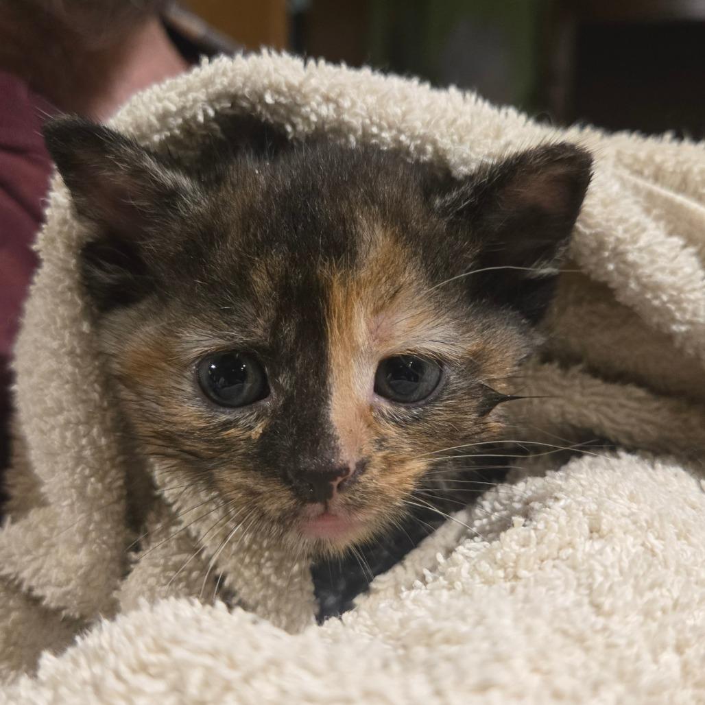 Enlarge Blizzard, a Adoptable mixed breed in Southington, OH image 2/2