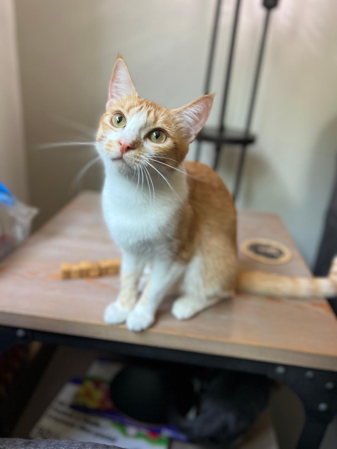 Sandy, a Adoptable Domestic Short Hair in Oceanside, CA image 1/5