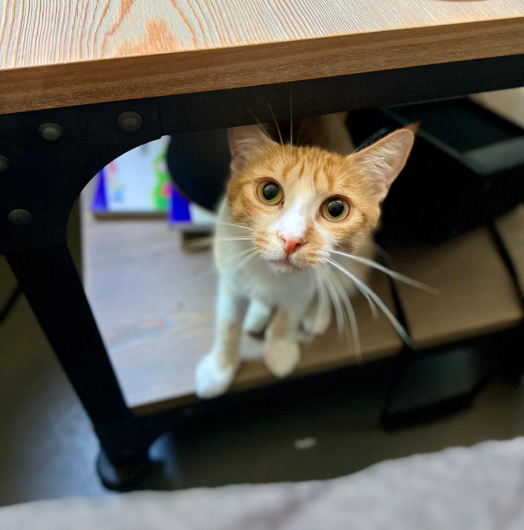 Sandy, a Adoptable Domestic Short Hair in Oceanside, CA image 3/5