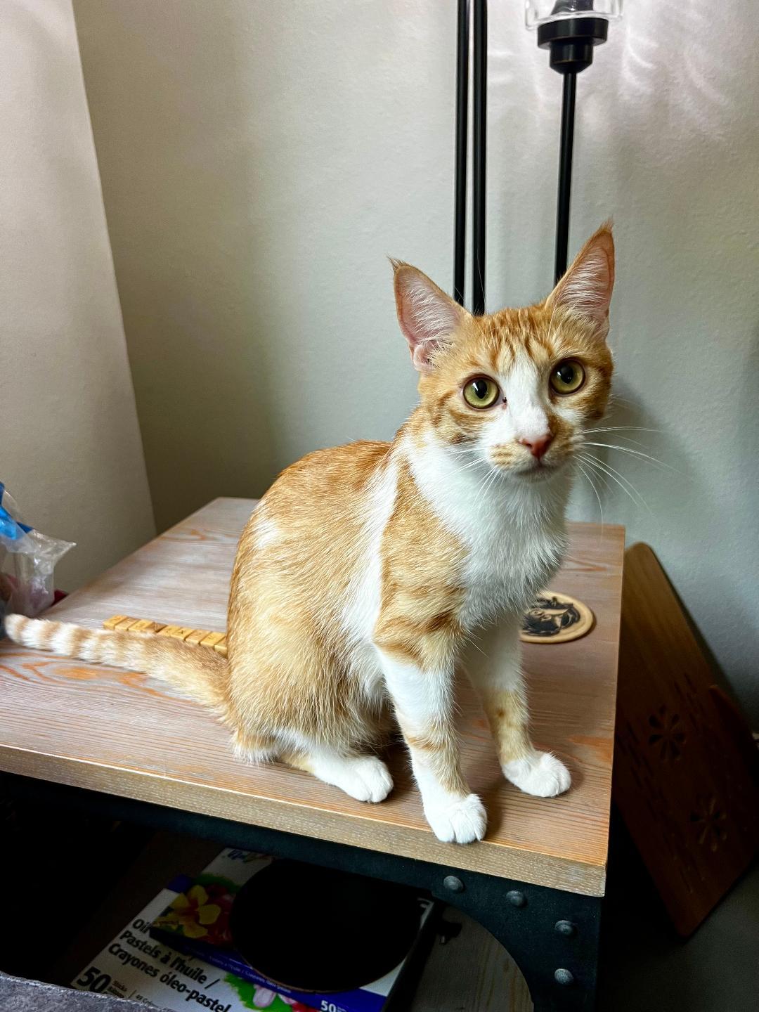 Sandy, a Adoptable Domestic Short Hair in Oceanside, CA image 4/5