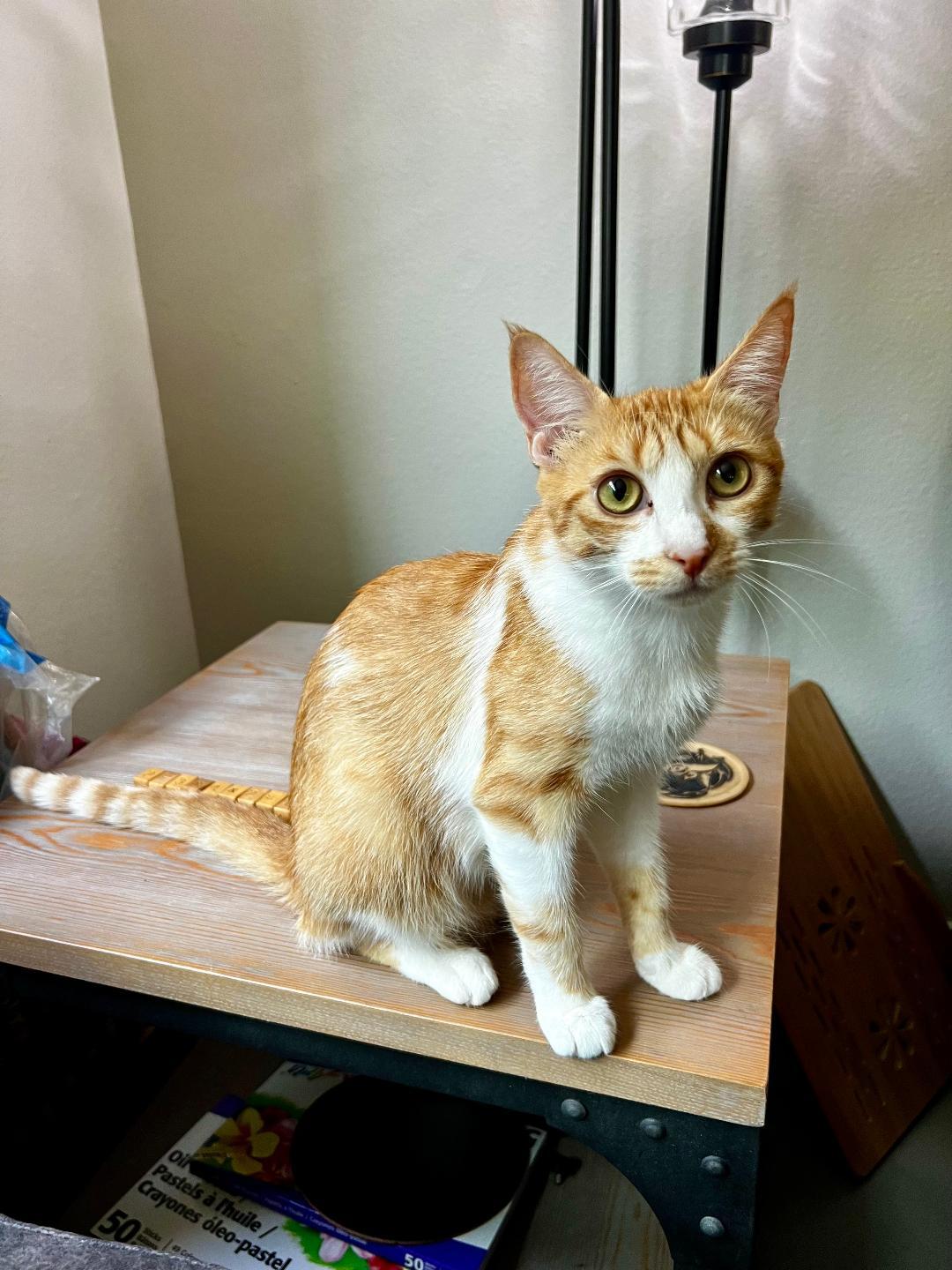 Sandy, a Adoptable Domestic Short Hair in Oceanside, CA image 5/5