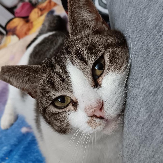 Bessy, Adoptable, Adult Female Domestic Short Hair.