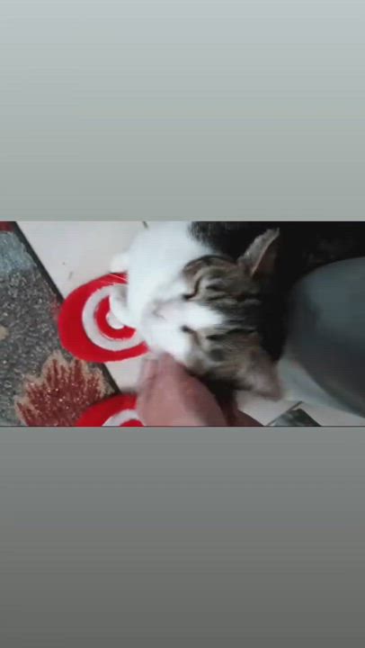 Enlarge Bessy, a Adoptable Domestic Short Hair in Santa Ana, CA video 4/4