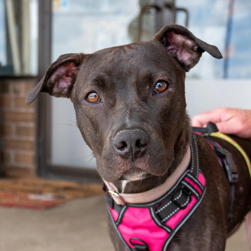 Parker Posey, Adoptable, Young Female Pit Bull Terrier.