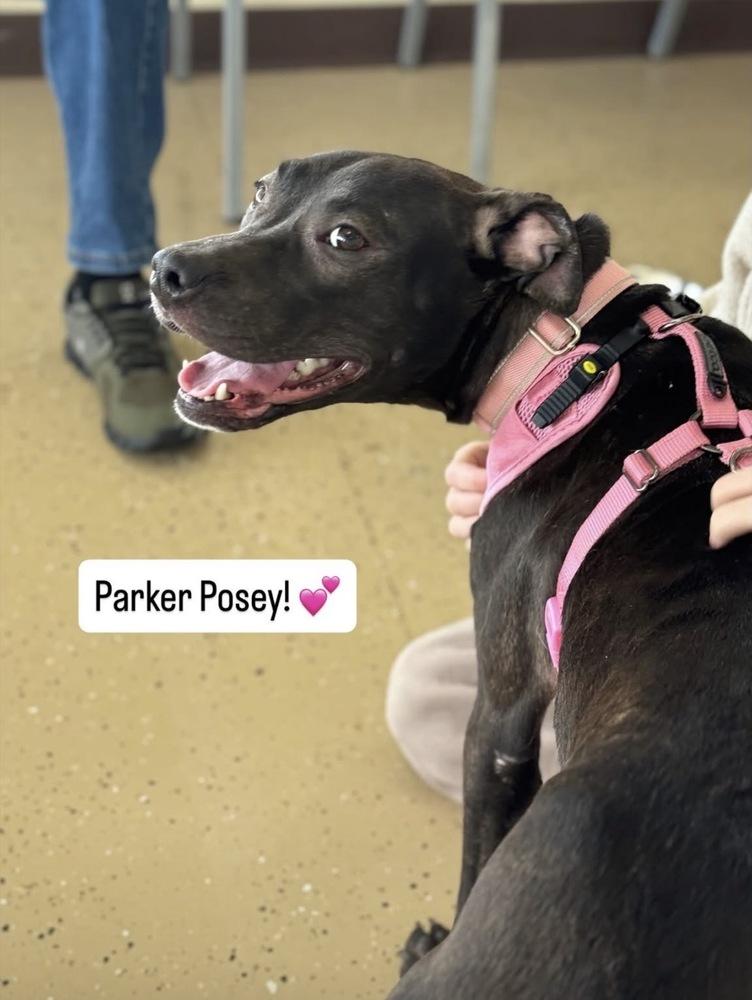 Parker Posey, a Adoptable mixed breed in Mundelein, IL image 2/6