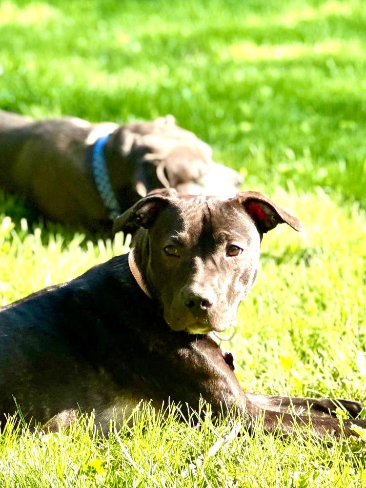Parker Posey, a Adoptable mixed breed in Mundelein, IL image 3/6