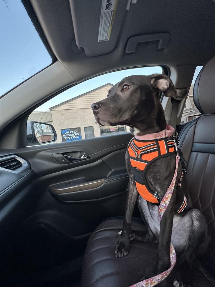 Parker Posey, a Adoptable mixed breed in Mundelein, IL image 4/6