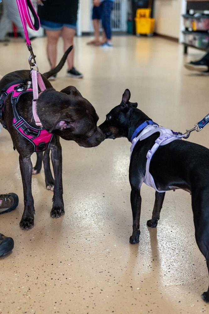 Parker Posey, a Adoptable mixed breed in Mundelein, IL image 5/6