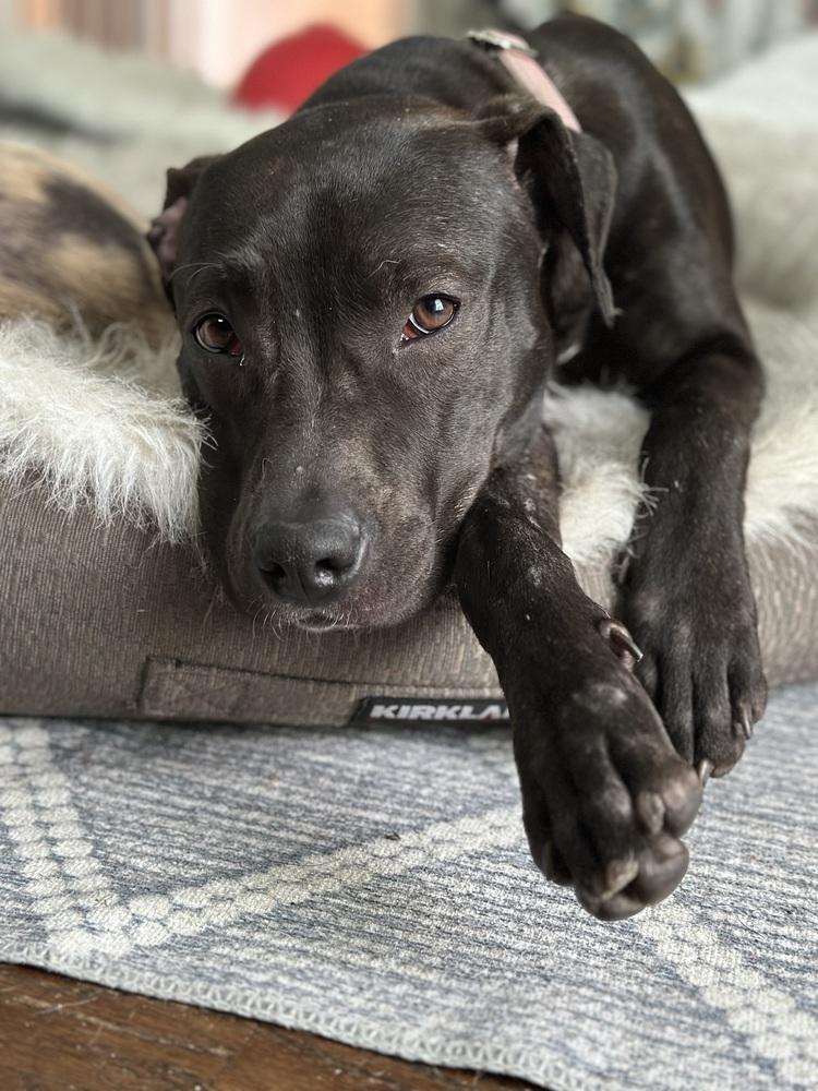 Parker Posey, a Adoptable mixed breed in Mundelein, IL image 6/6
