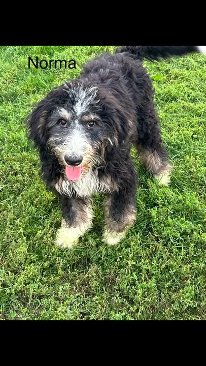 Enlarge Norma, a Adoptable Bernedoodle in Antwerp, OH video 1/5