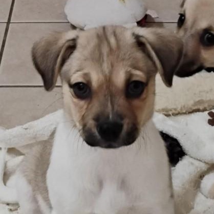 Chopper, Baby Male Terrier