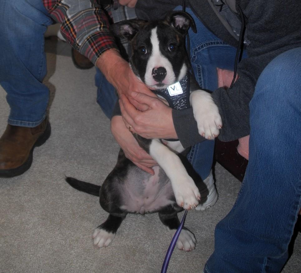 Rori, ADOPTABLE, Puppy Female Boxer.