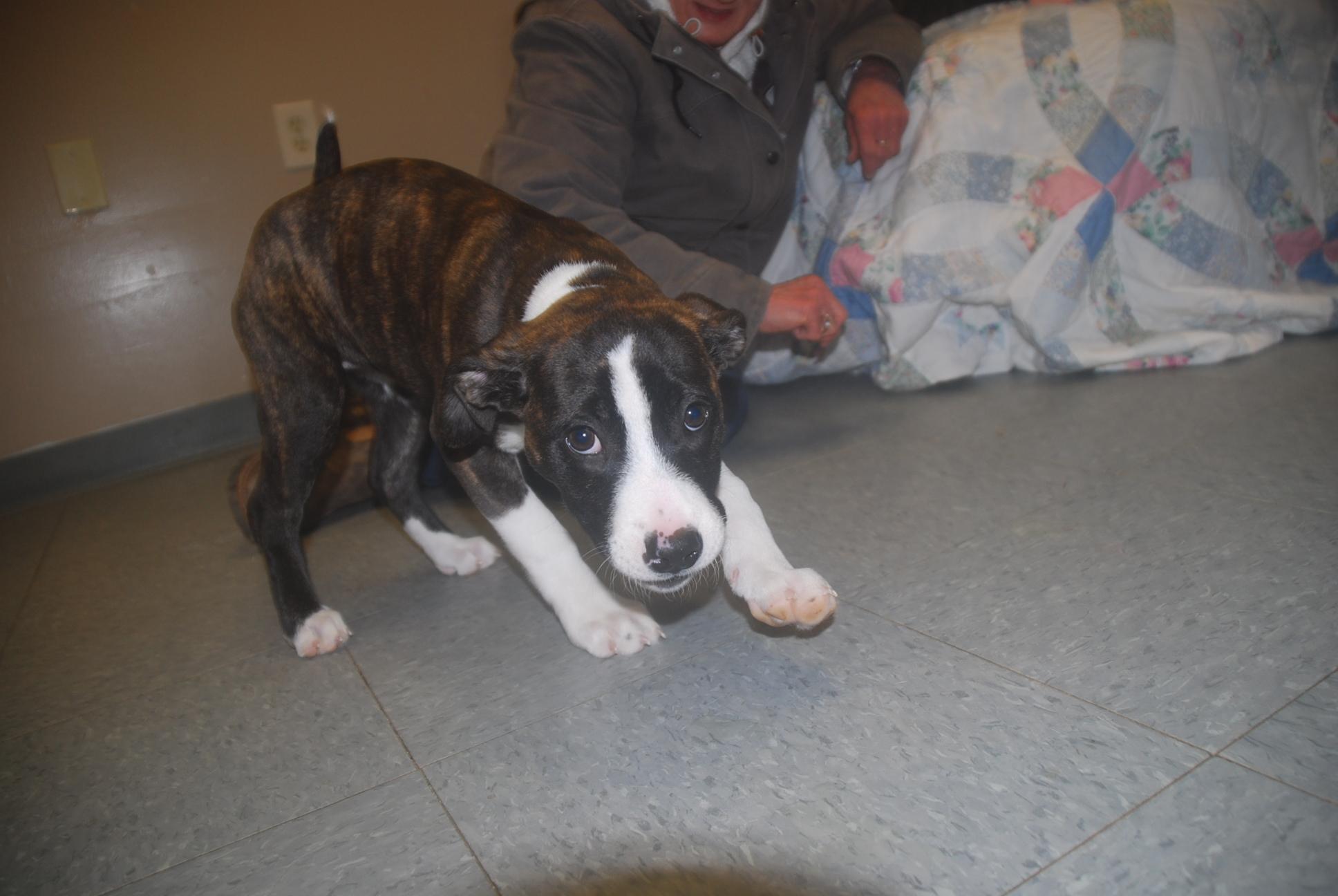 Enlarge Rori, a ADOPTABLE mixed breed in Chardon, OH image 3/4