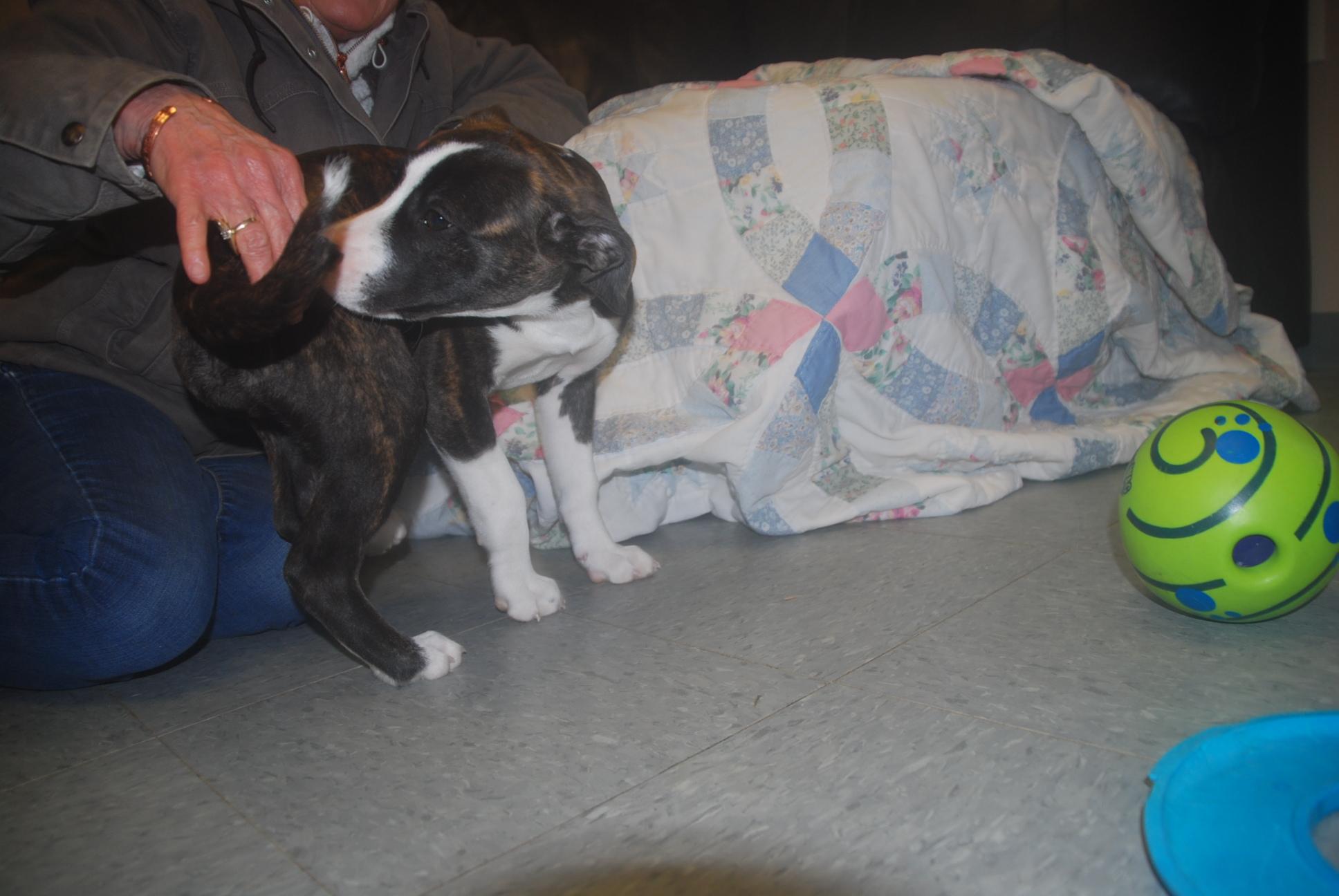 Enlarge Rori, a ADOPTABLE mixed breed in Chardon, OH image 2/4