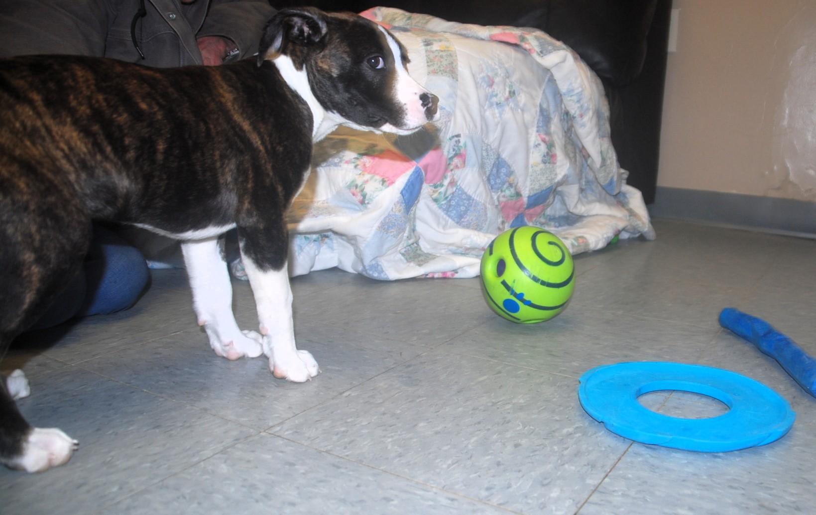 Enlarge Rori, a ADOPTABLE mixed breed in Chardon, OH image 4/4