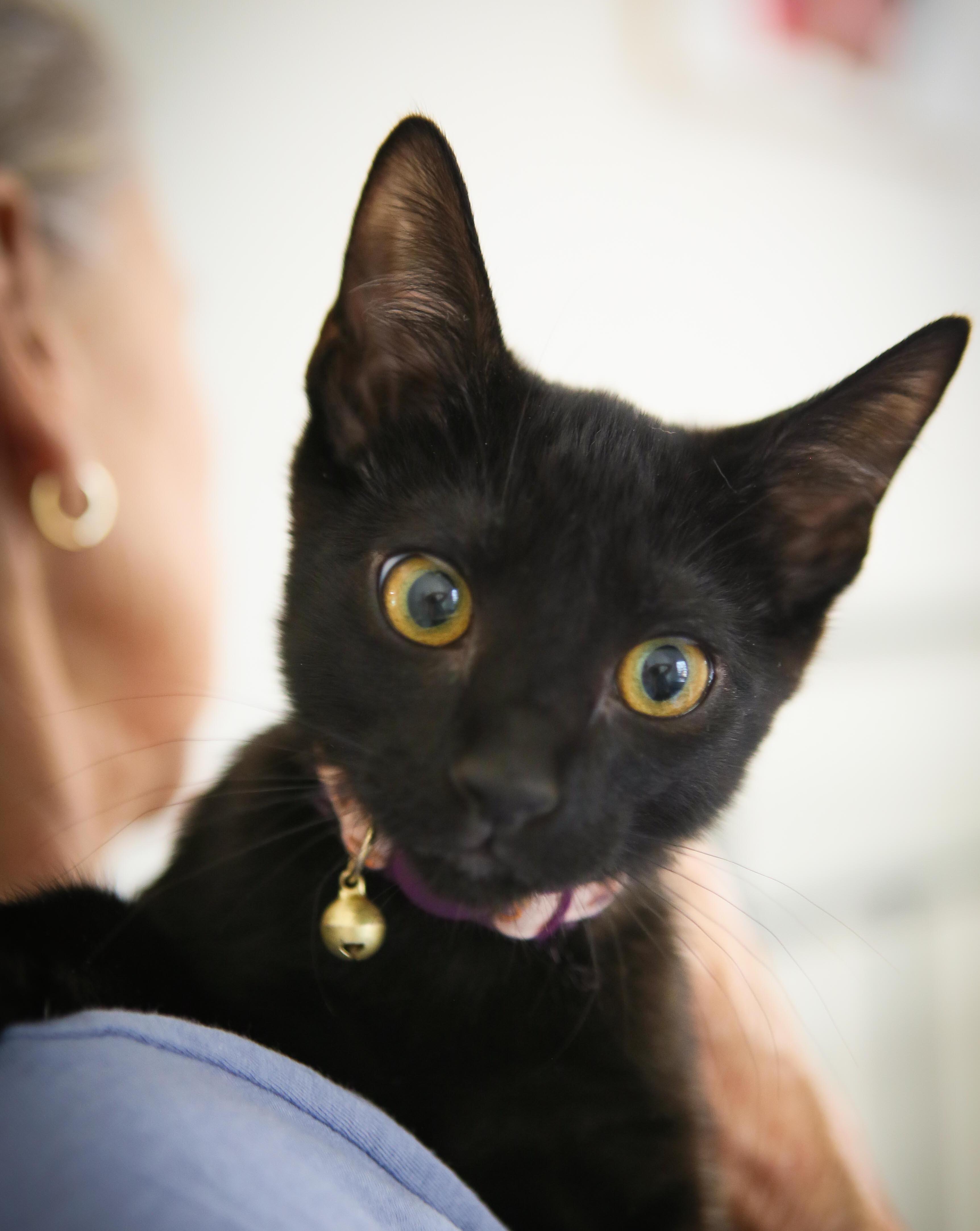 Sage, a Adoptable Domestic Short Hair in Sonora, CA image 2/2