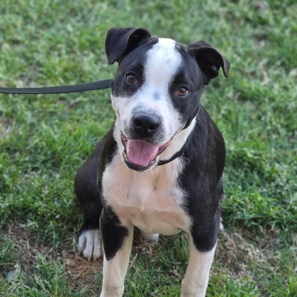 Bubbles, Adoptable, Young Male Labrador Retriever & Pit Bull Terrier.
