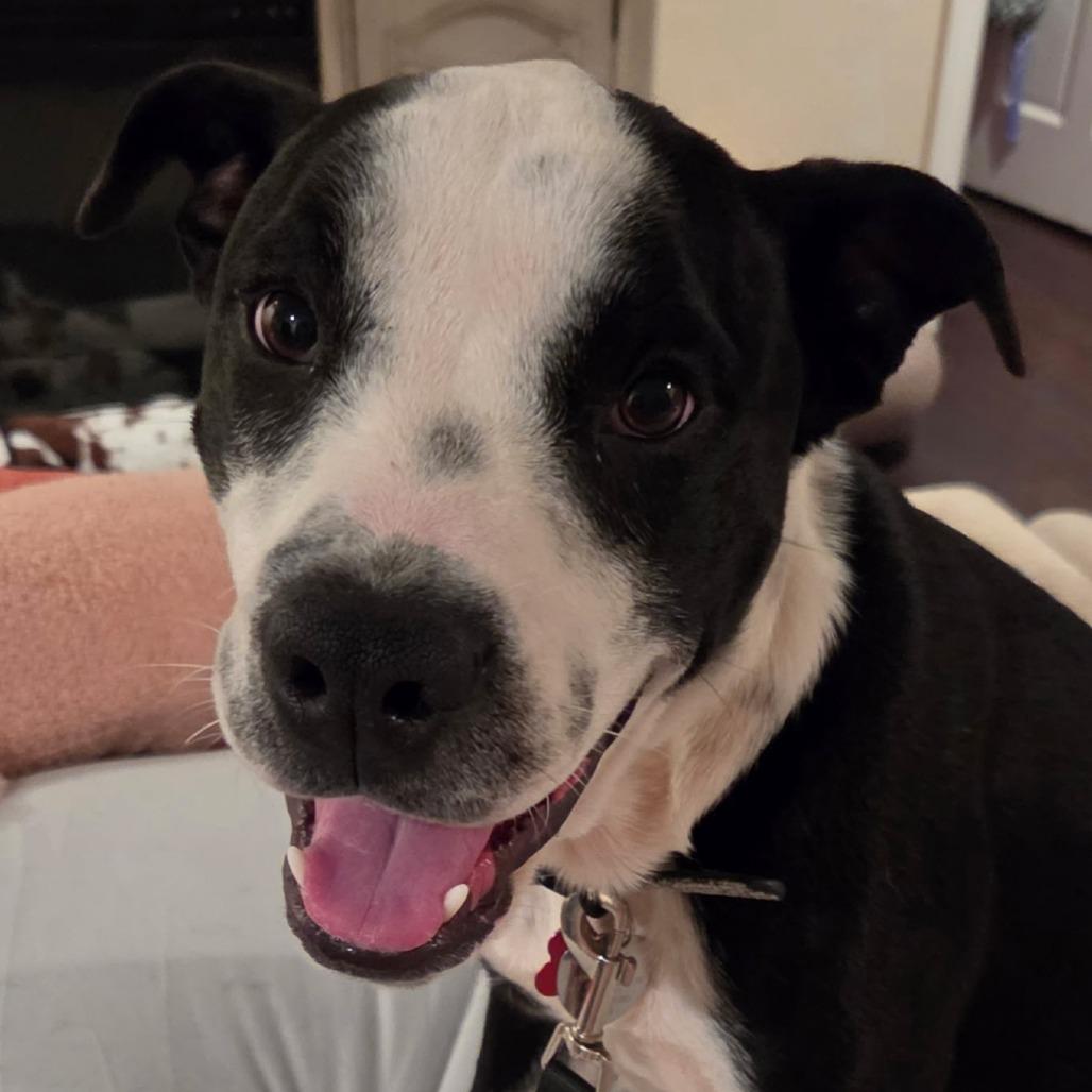 Bubbles, a Adoptable mixed breed in Bessemer, AL image 2/5