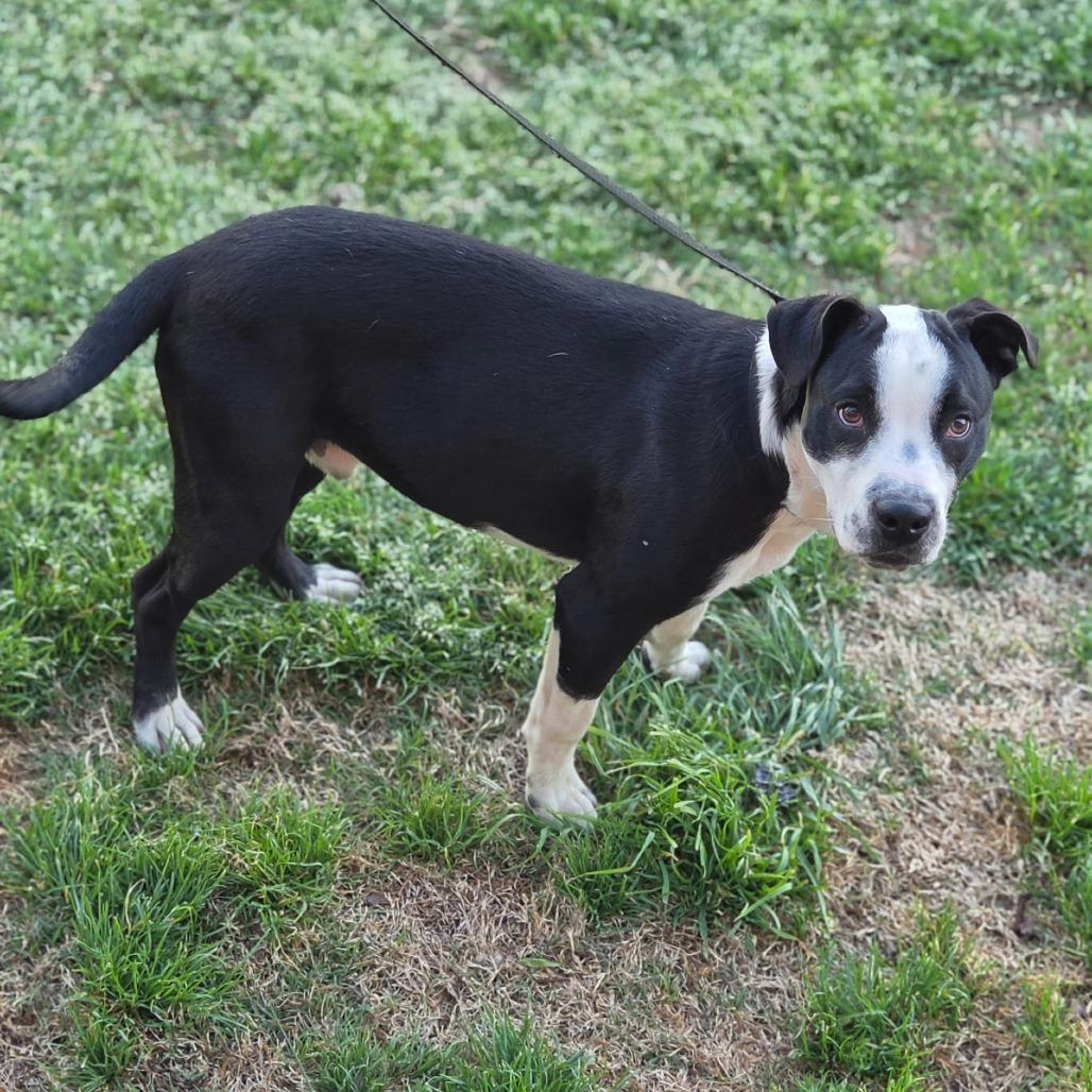 Bubbles, a Adoptable mixed breed in Bessemer, AL image 3/5