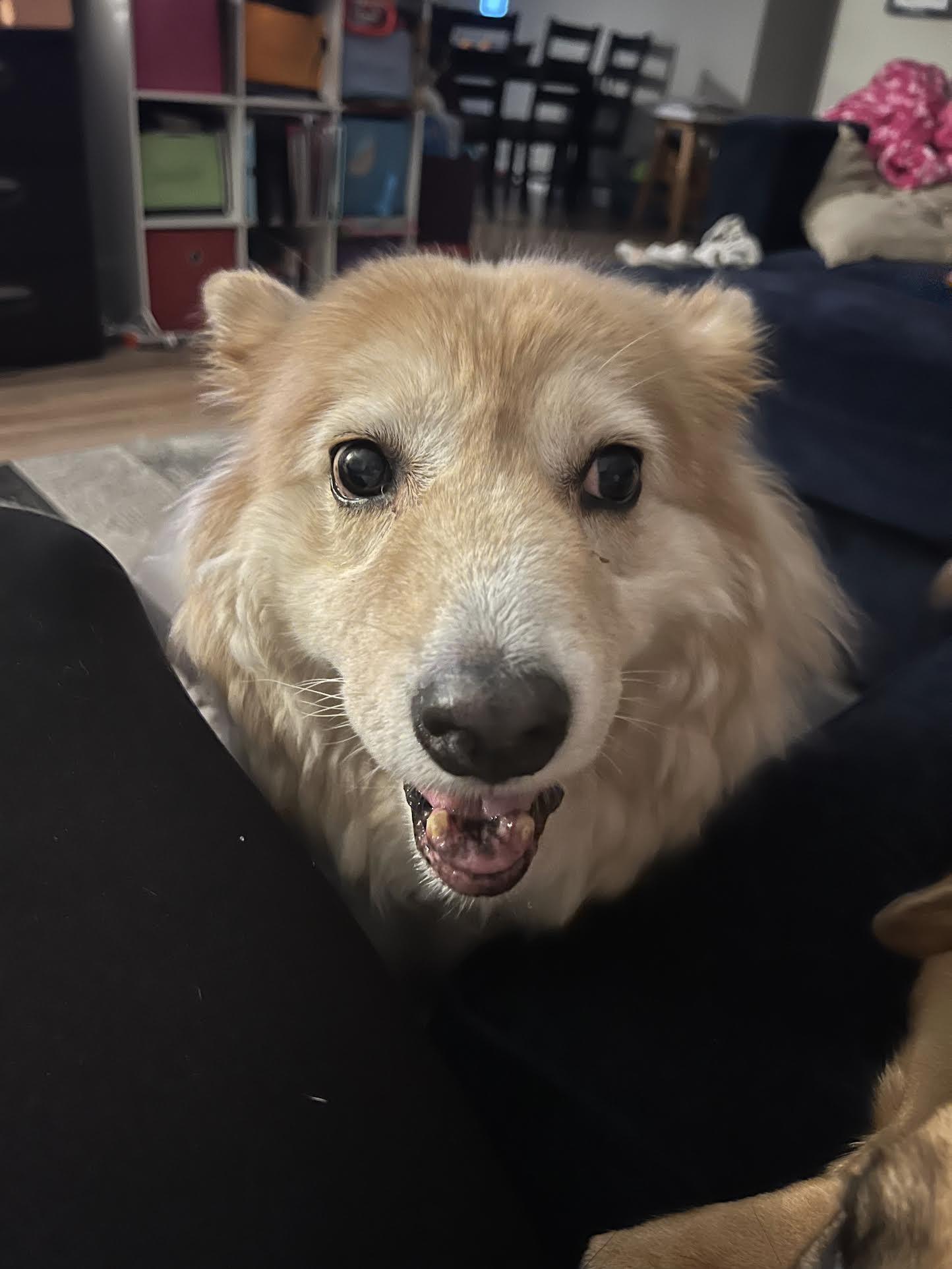 Enlarge Skyler , an adoptable mixed breed in Monticello, MN image 1/1