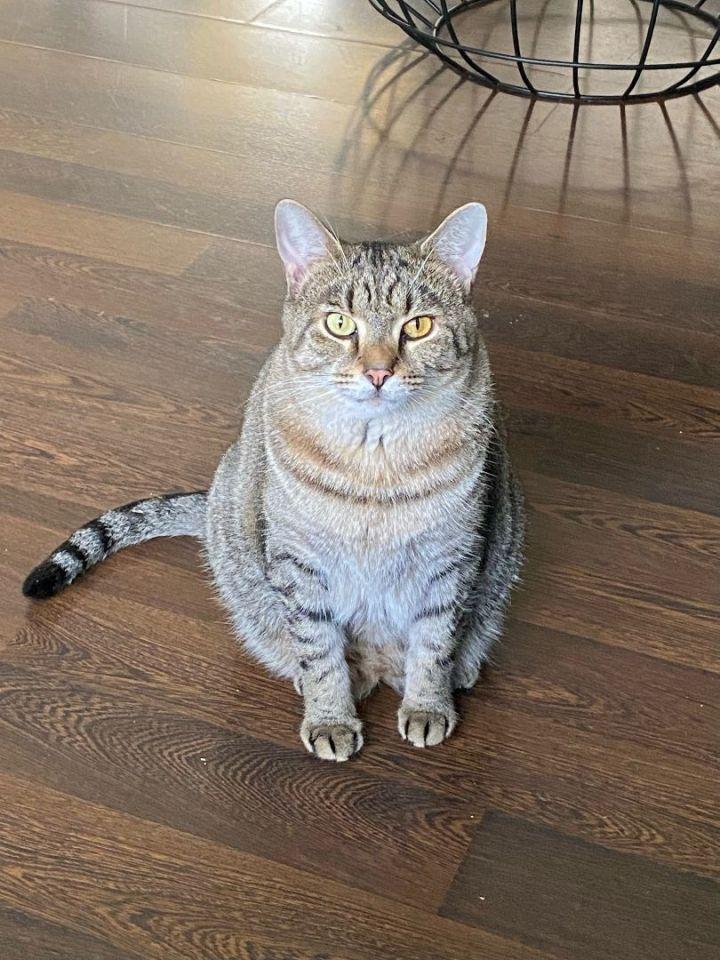 Hank, Adoptable, Adult Male Domestic Short Hair.