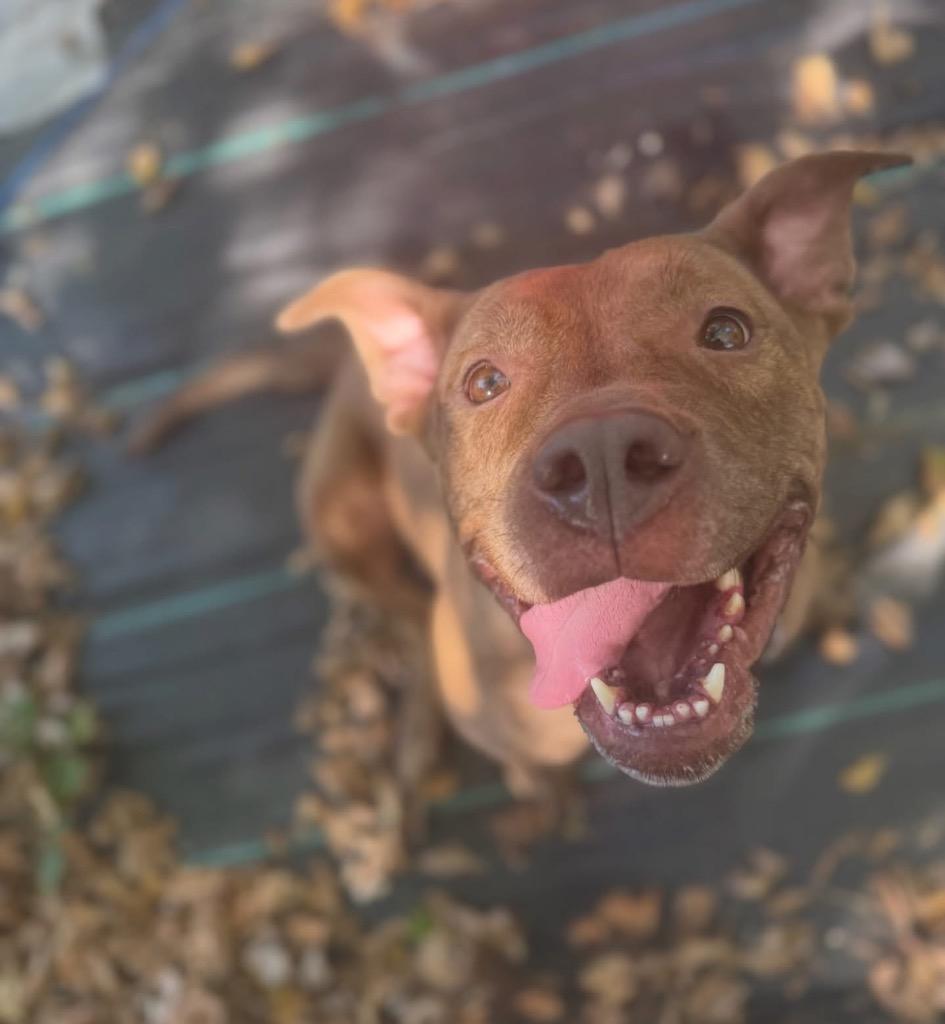 Enlarge Sara, a Adoptable mixed breed in Mustang, OK image 1/2