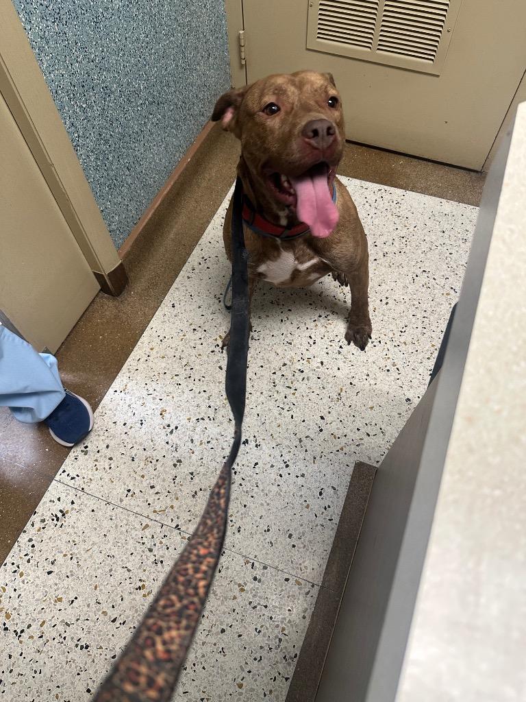Enlarge Sara, a Adoptable mixed breed in Mustang, OK image 2/2