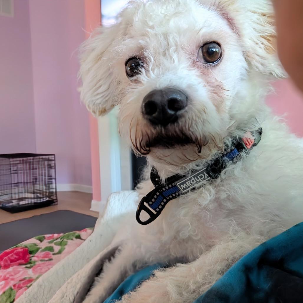 Casper, a Adoptable mixed breed in Saint John, IN image 1/6