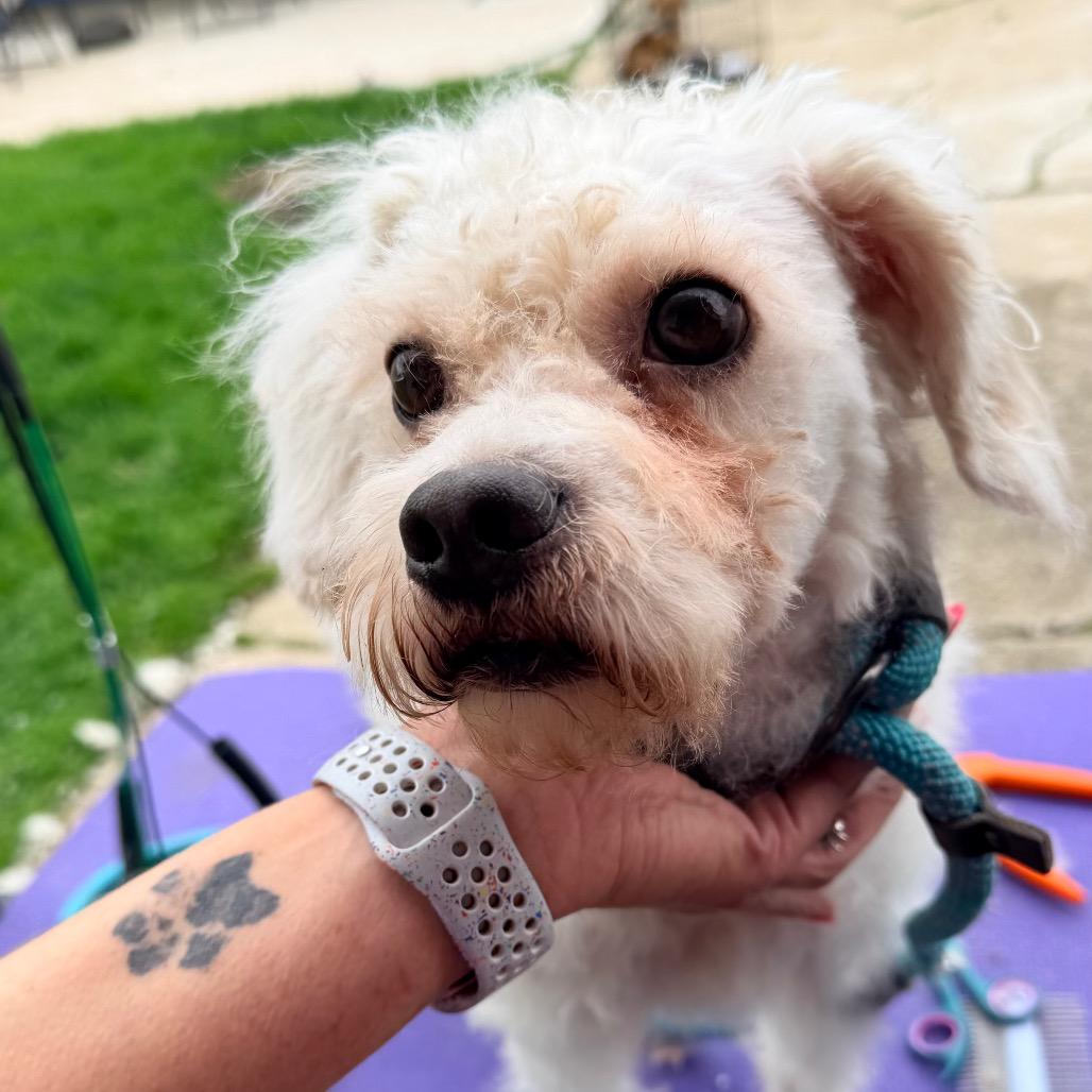 Casper, a Adoptable mixed breed in Saint John, IN image 2/6