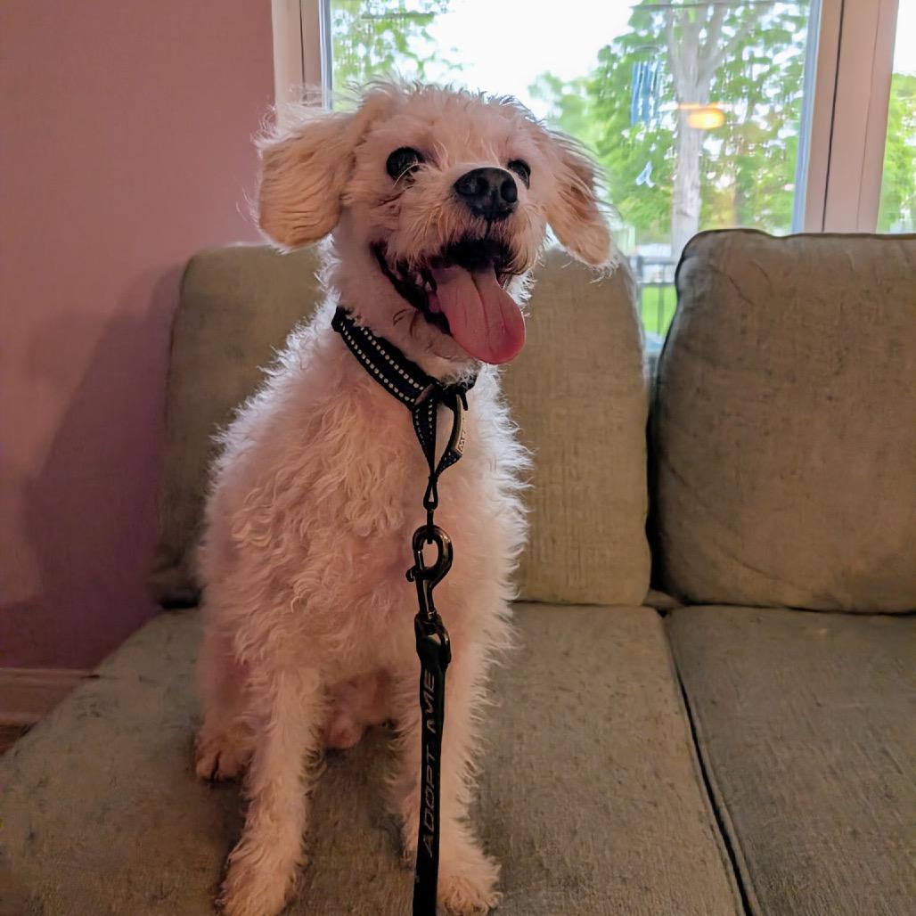Casper, a Adoptable mixed breed in Saint John, IN image 3/6