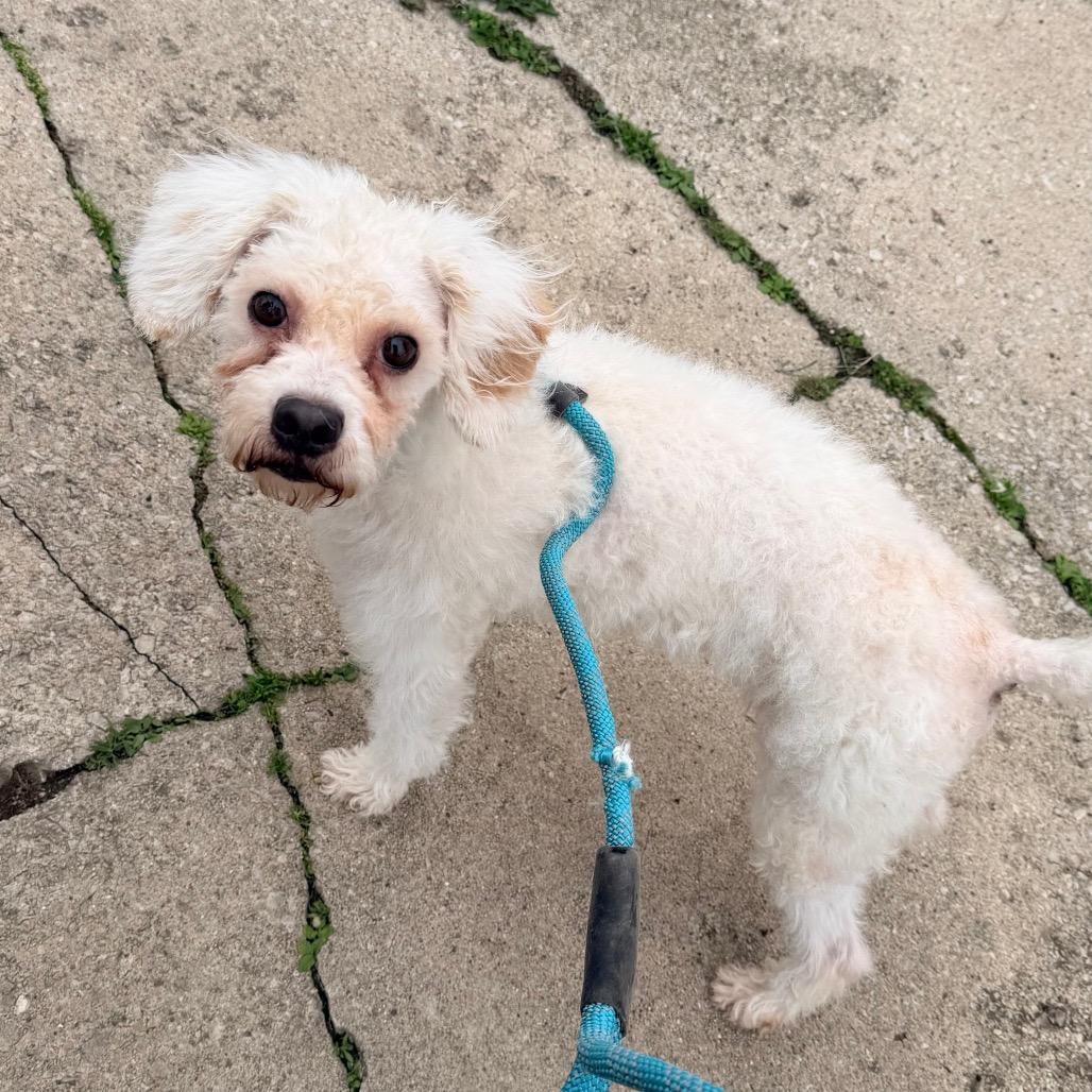 Casper, a Adoptable mixed breed in Saint John, IN image 4/6