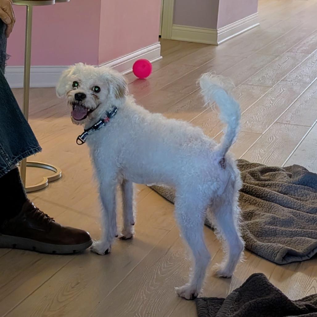 Casper, a Adoptable mixed breed in Saint John, IN image 5/6