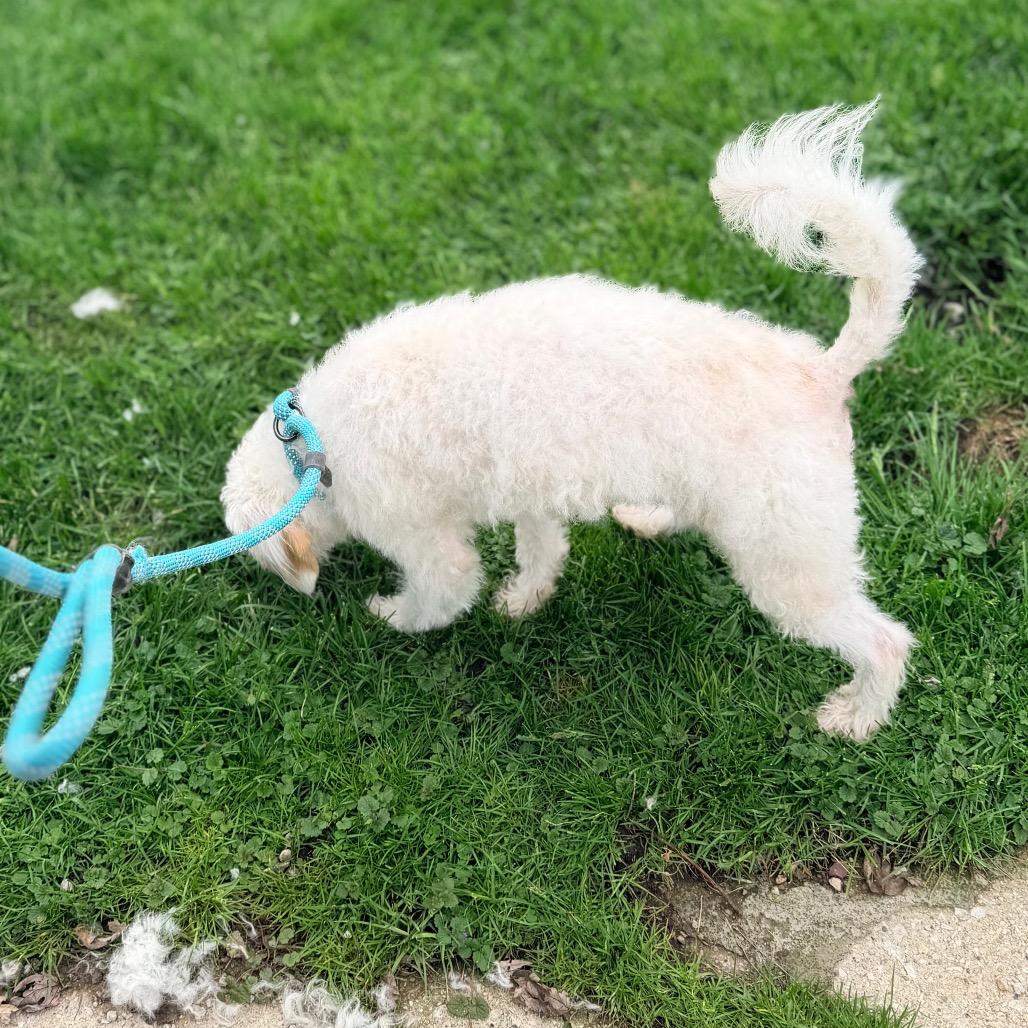 Casper, a Adoptable mixed breed in Saint John, IN image 6/6