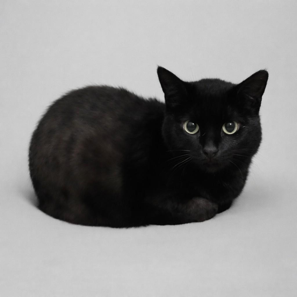 ATHENA, Adoptable, Adult Female Domestic Short Hair.