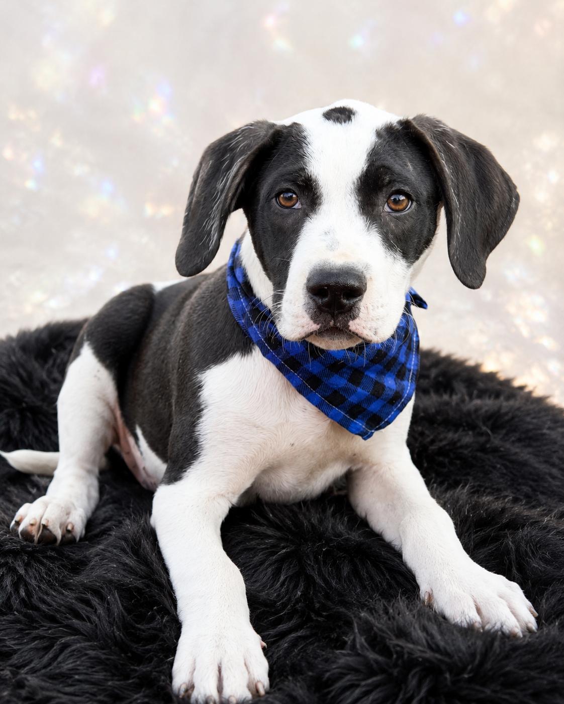 Marco Polo, a ADOPTABLE mixed breed in Jacksonville, FL image 2/3