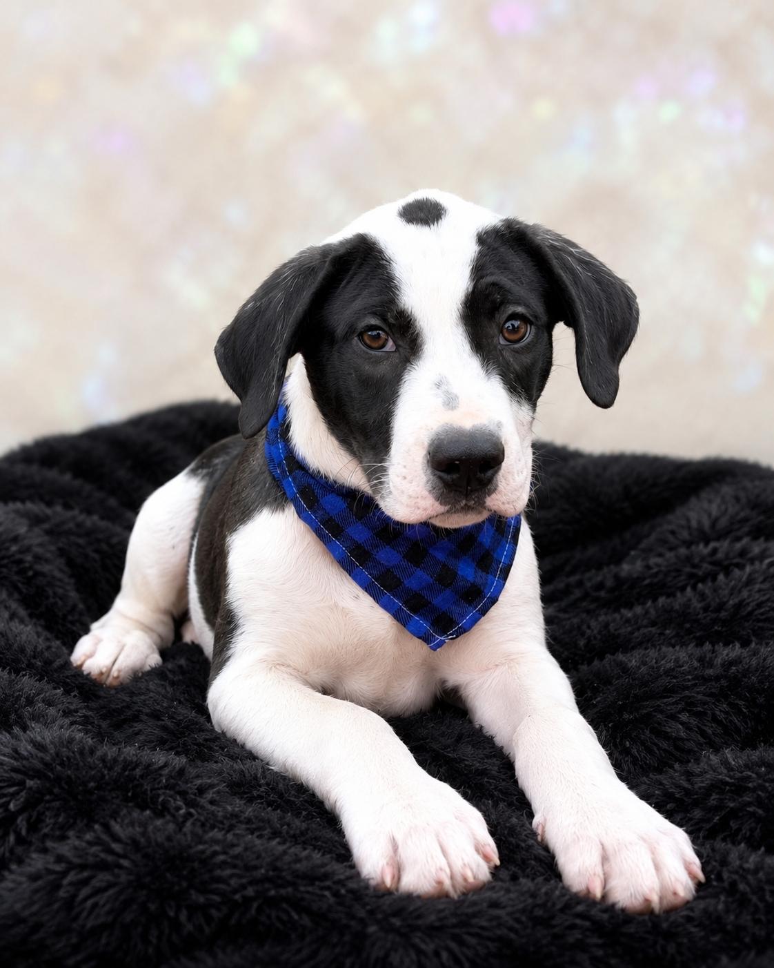 Marco Polo, a ADOPTABLE mixed breed in Jacksonville, FL image 3/3