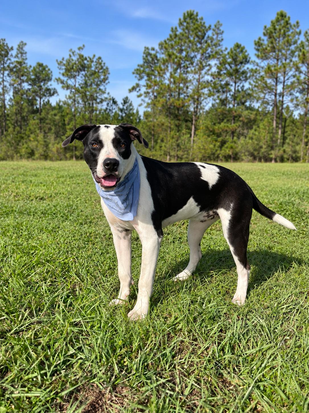 Marco Polo, Adoptable, Young Male Labrador Retriever & Bulldog.